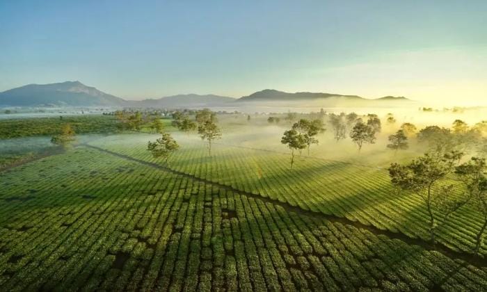 Đồi chè Biển Hồ
