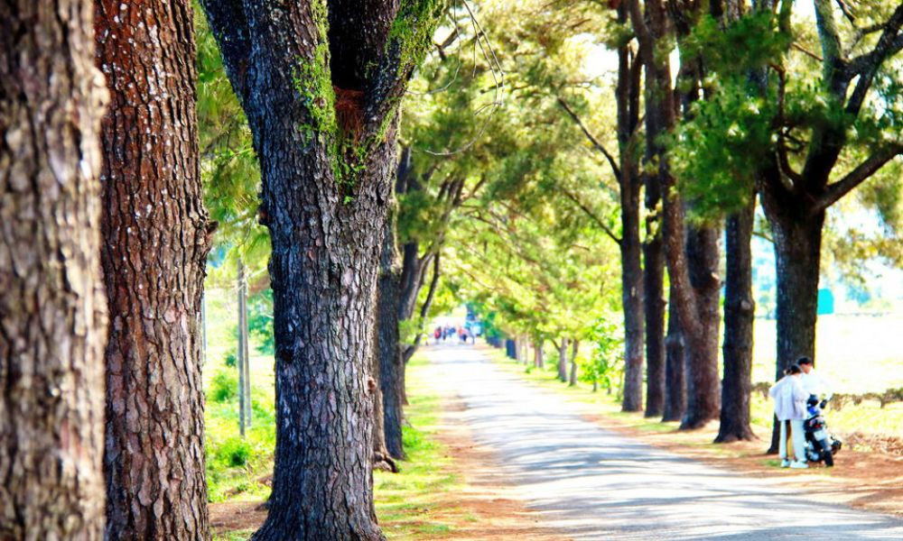 Ánh nắng vàng xuyên qua tán lá, tạo nên khung cảnh lãng mạn tại hàng thông trăm tuổi.