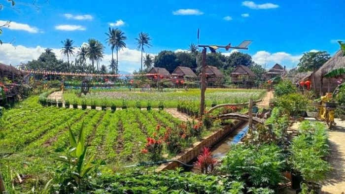 Làng hoa Ayun Pa nhiều màu sắc