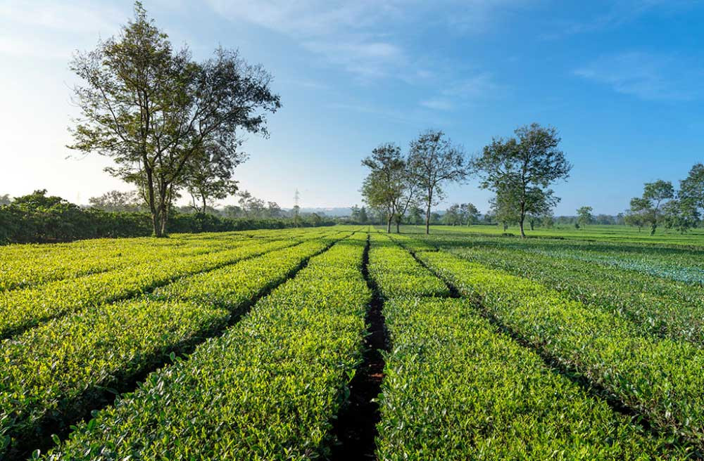 Biển Hồ Pleiku Gia Lai: Vẻ đẹp trong trẻo tại Biển Hồ chè, lý tưởng cho những bức ảnh đẹp