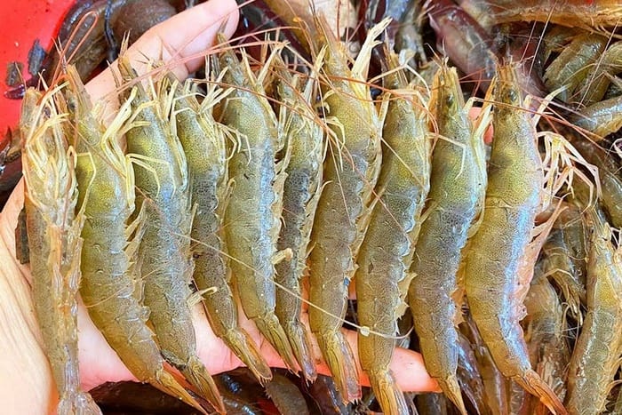 Để nấu món bún tôm chuẩn vị Bình Định, bạn nên chọn tôm đất đầm Châu Trúc