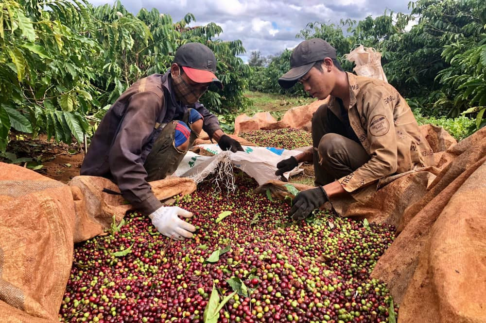 Cà phê Pleiku - hương vị đặc trưng của vùng đất đỏ bazan
