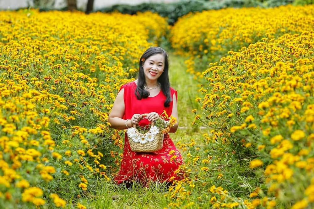 Cánh đồng hoa cúc vàng rực tại Công viên Đồng Xanh Gia Lai