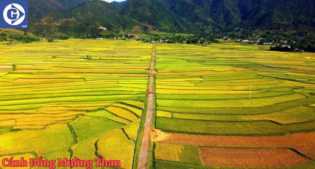 Cánh đồng lúa chín vàng rực rỡ tại Mường Than