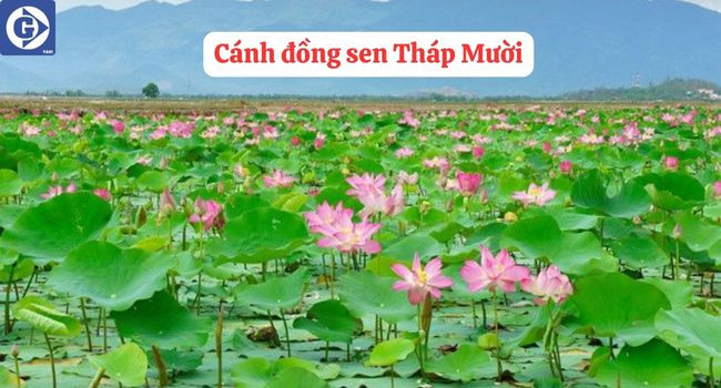 Cánh đồng sen bát ngát - biểu tượng du lịch Đồng Tháp
