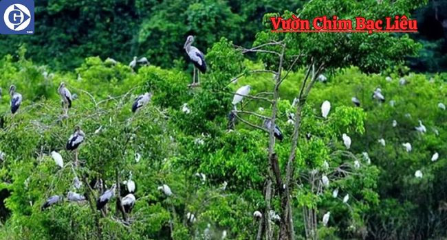 Cảnh quan Vườn Chim Bạc Liêu với nhiều cây xanh và mặt nước