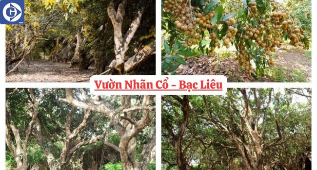 Cảnh quan Vườn Nhãn Cổ với những cây nhãn già