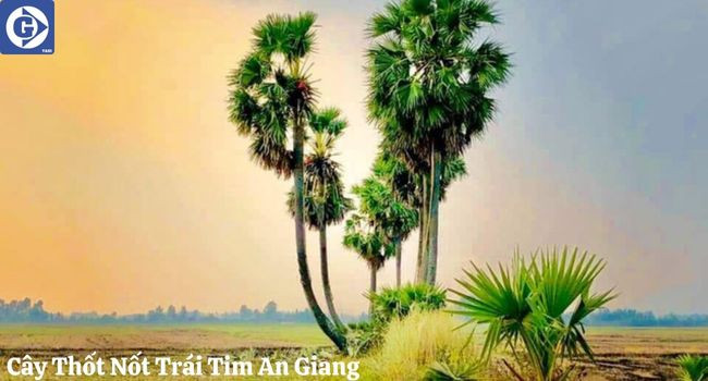 Cây Thốt Nốt Trái Tim An Giang giữa cánh đồng lúa