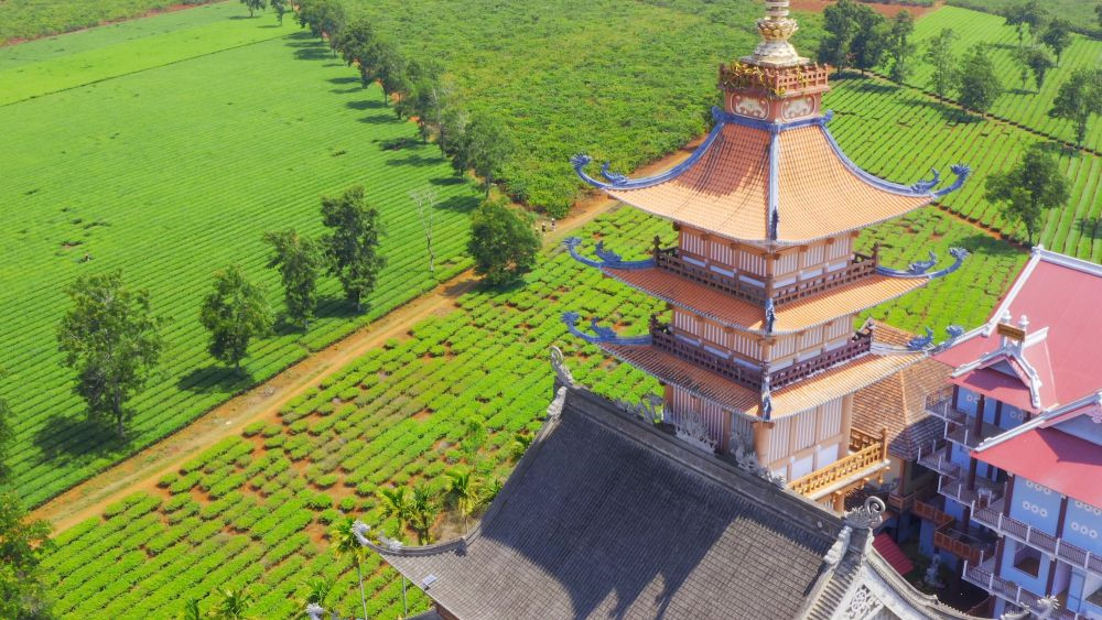 Chùa Bửu Minh nằm giữa ruộng chè xanh