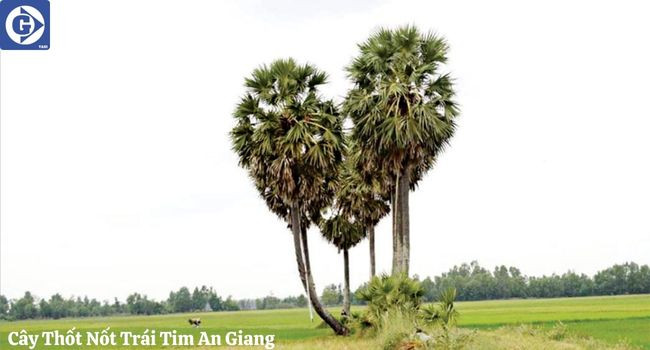 Con đường dẫn đến Cây Thốt Nốt Trái Tim An Giang giữa cánh đồng