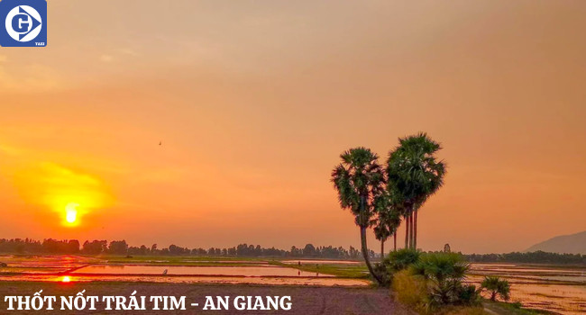 Cụm cây thốt nốt tạo hình trái tim độc đáo tại Tri Tôn An Giang