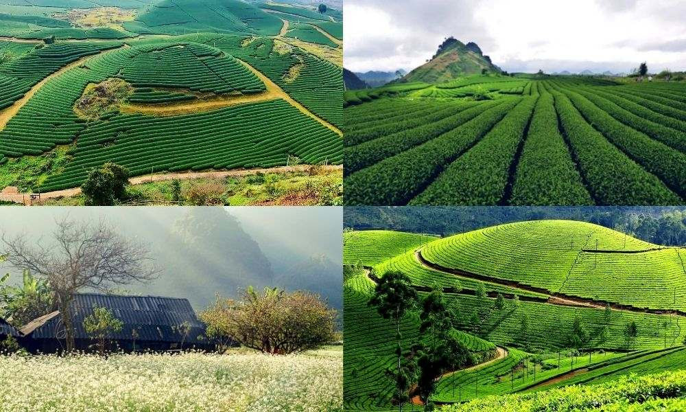 Đến cao nguyên Mộc Châu, du khách được hòa mình vào thiên nhiên và tham gia những hoạt động giải trí hấp dẫn (Ảnh: Sưu tầm internet)