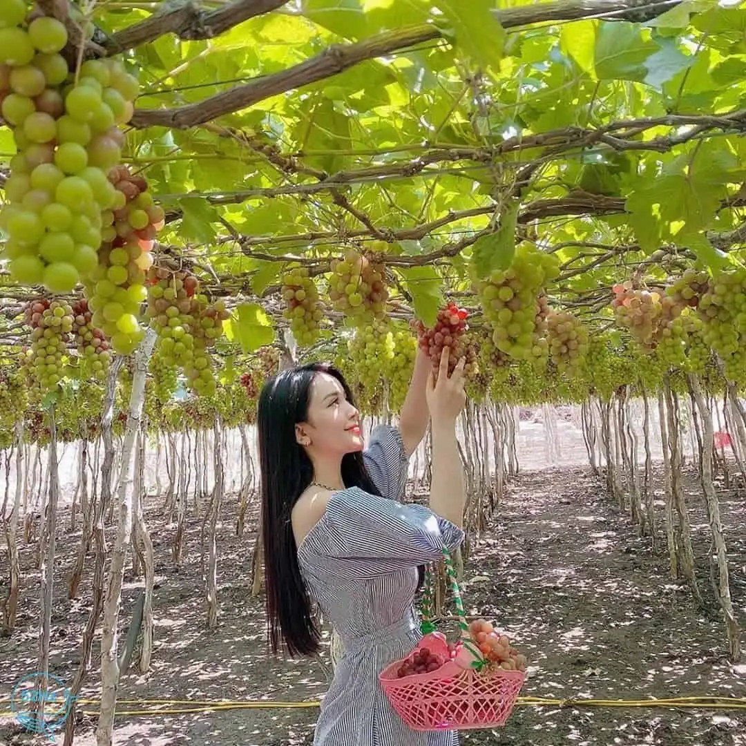 Điểm dừng chân tham quan vườn nho khi liên hệ Taxi Star Phan Rang