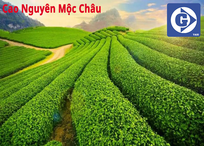 Đồi chè xanh mướt trải dài trên cao nguyên Mộc Châu Sơn La