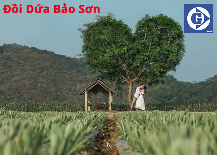 Đồi dứa xanh ngút ngàn tại Bảo Sơn khi du lịch Bắc Giang