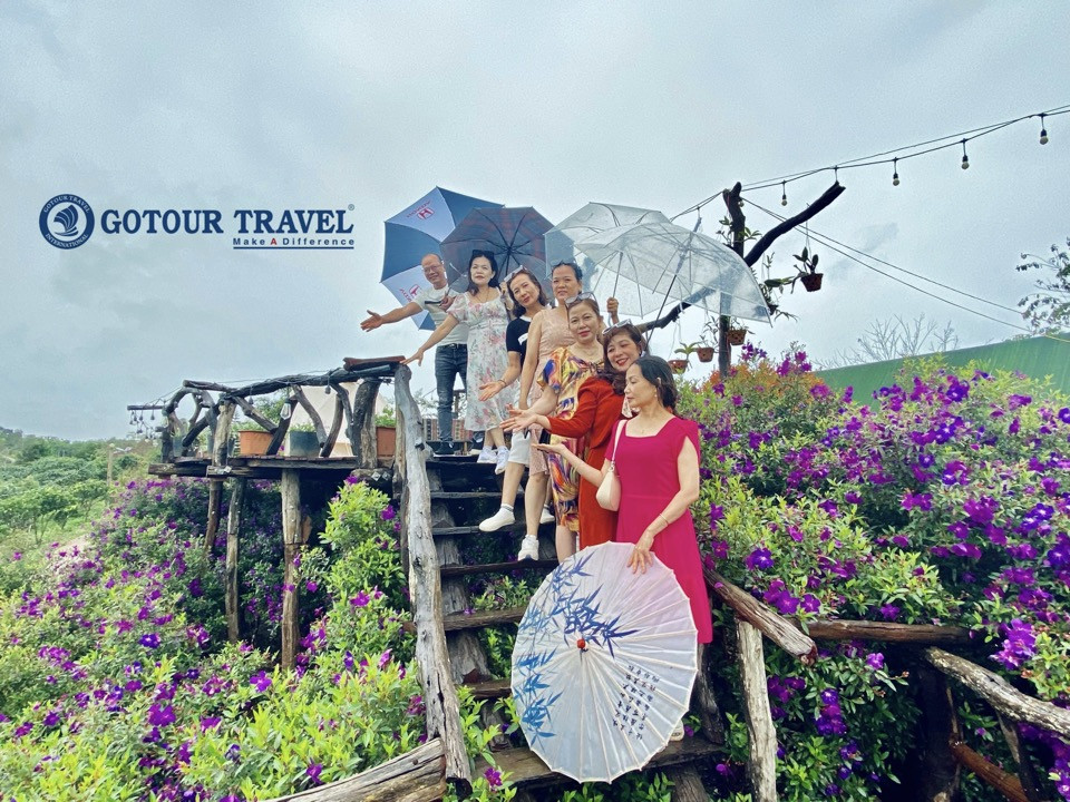 Đồi hoa mua tím thơ mộng tại Măng Đen, điểm đến lý tưởng trong tour du lịch Kon Tum