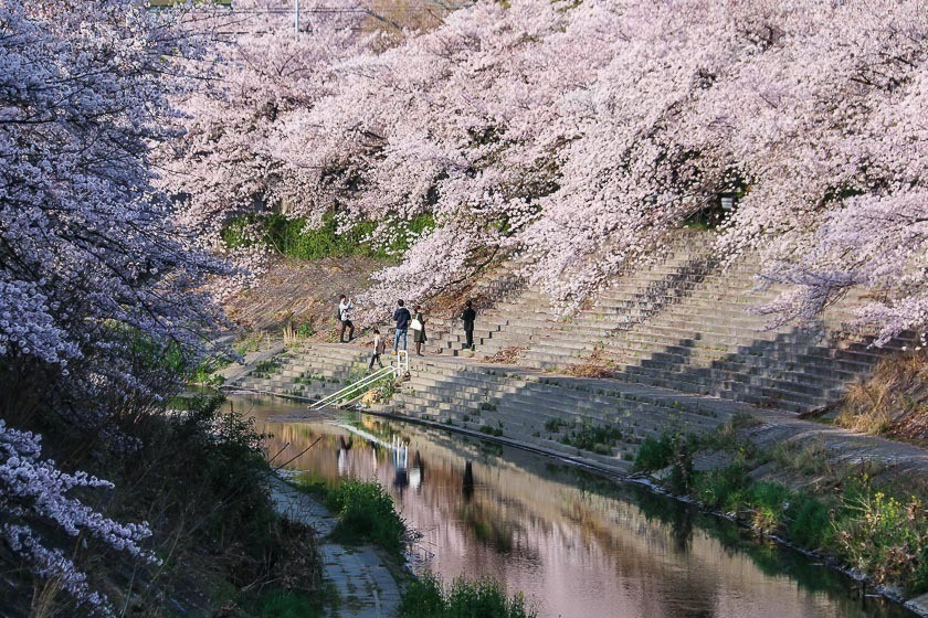 Dòng sông Yamazaki rợp bóng hoa anh đào ở Nagoya