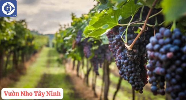 Du khách tham quan và trải nghiệm hái nho tại Vườn Nho Tây Ninh