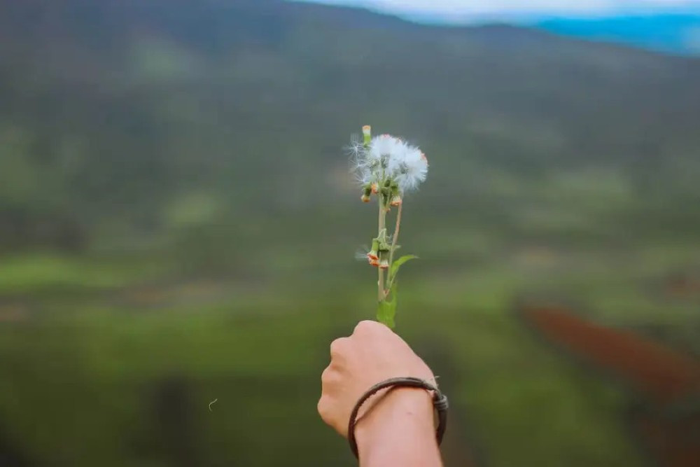 Hoa bồ công anh trắng tinh khôi trên triền núi lửa Chư Đăng Ya