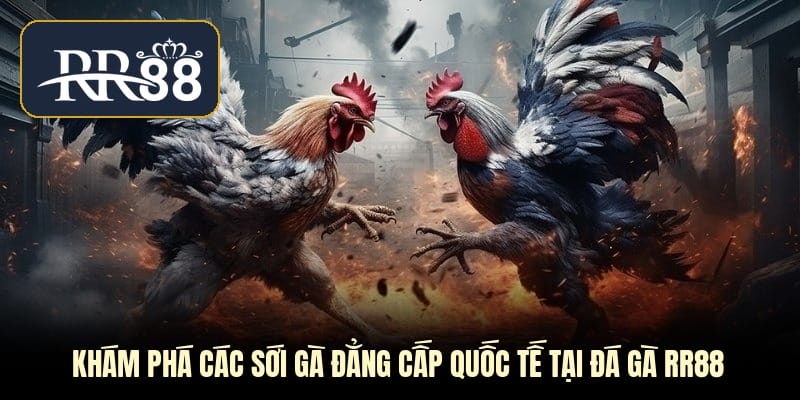 Khám phá các sới gà đẳng cấp quốc tế tại đá gà RR88