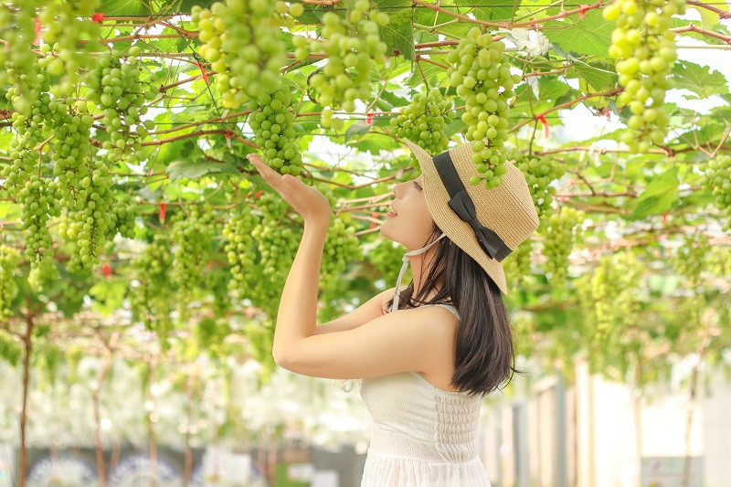 khám phá Suối Tiên Farm, nơi trồng các loại cây ăn trái đặc sản và cung cấp sản phẩm tươi sạch