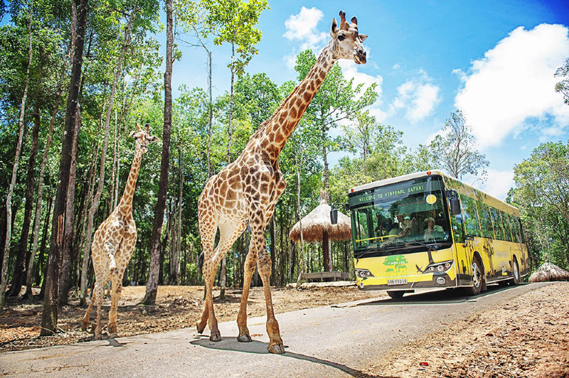 Khám phá Vinpearl Safari Phú Quốc khi du lịch Phú Quốc bằng xe máy