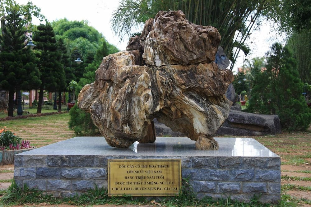 Khối gỗ hóa thạch hàng triệu năm tuổi tại Công viên Đồng Xanh Pleiku