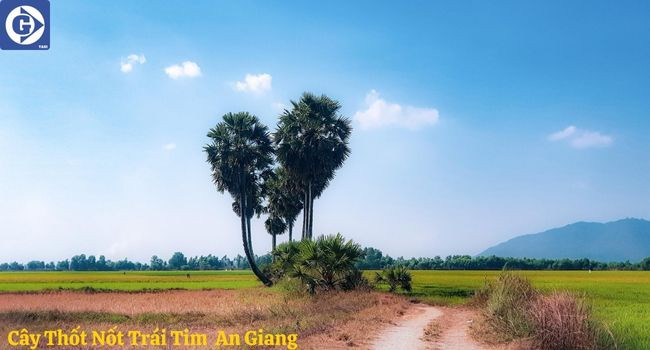 Khung cảnh Cây Thốt Nốt Trái Tim An Giang vào buổi hoàng hôn