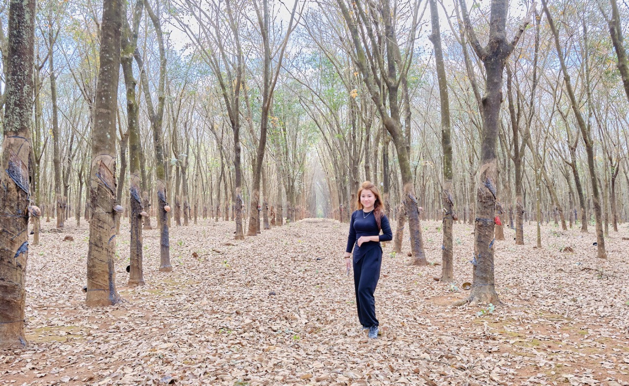 Khung cảnh mùa cao su thay lá ở Gia Lai
