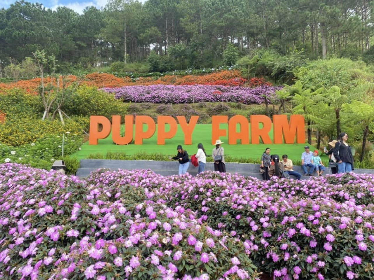 Khung cảnh tươi đẹp tại vườn hoa Puppy Farm, điểm tham quan hấp dẫn ở Đà Lạt