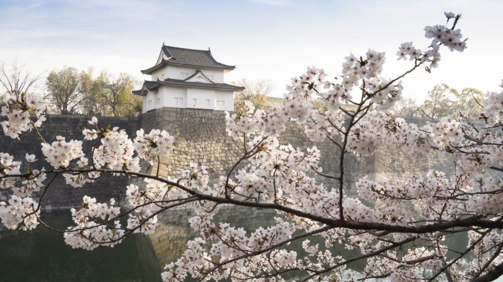 Lâu đài Osaka hùng vĩ giữa khung cảnh hoa anh đào nở rộ