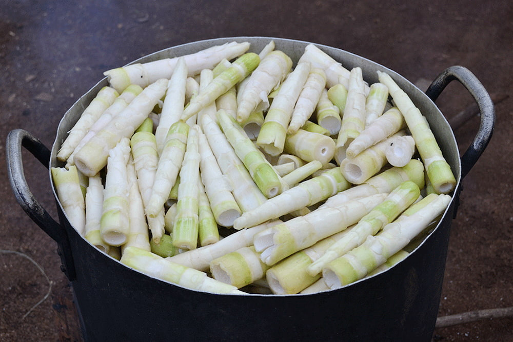 Măng rừng Gia Lai - sản vật núi rừng giòn ngon