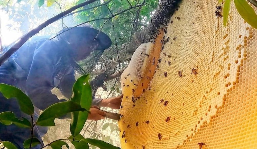 Mật ong rừng Gia Lai - món quà bổ dưỡng từ thiên nhiên
