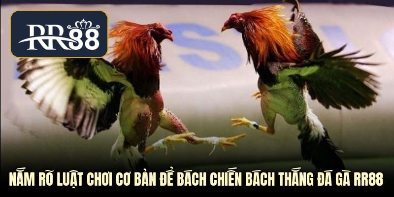 Nắm rõ luật chơi cơ bản để bách chiến bách thắng đá gà RR88