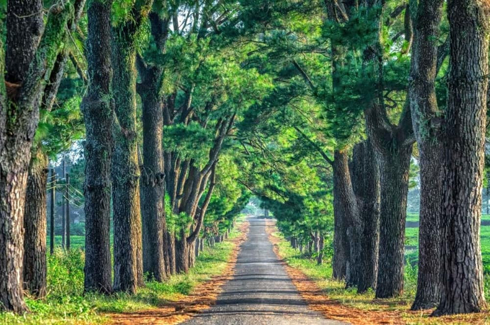 Ngắm nhìn vẻ đẹp hoang sơ và yên ả của hàng thông trăm tuổi ở Pleiku