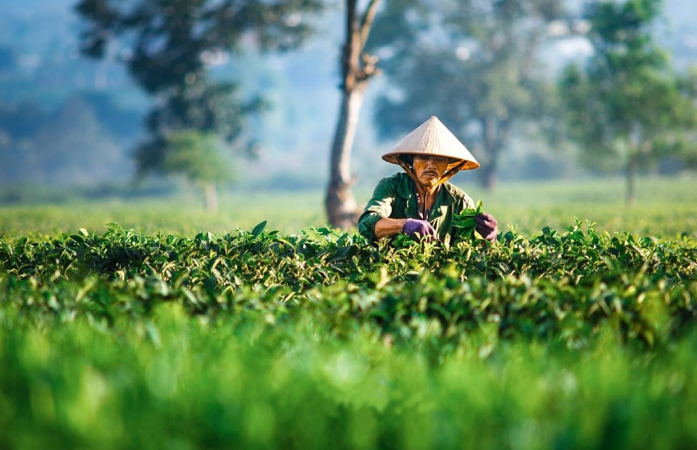 Người dân thu hoạch chè tại Biển Hồ Chè Gia Lai