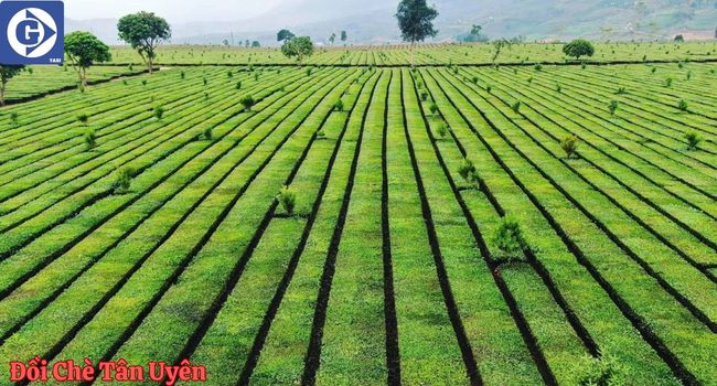 Những luống chè xanh mướt trải dài trên Đồi chè Tân Uyên