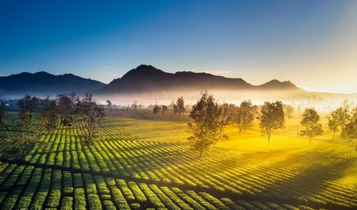 Biển Hồ chè và hàng thông trăm tuổi xanh bất tận tại Pleiku