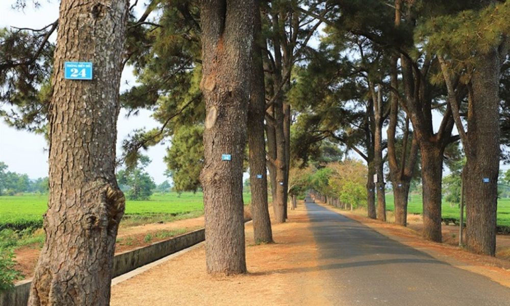 Quốc lộ 14, tuyến đường chính để đến khám phá hàng thông trăm tuổi biển Hồ Chè.