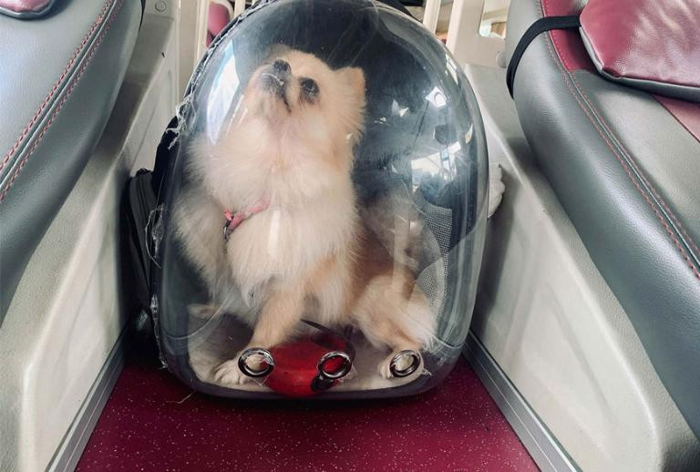 Quy định mang theo thú cưng trên xe Đình Nhân