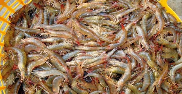 Nguyên liệu quan trọng của món chả ram tôm đất Bình Định là tôm