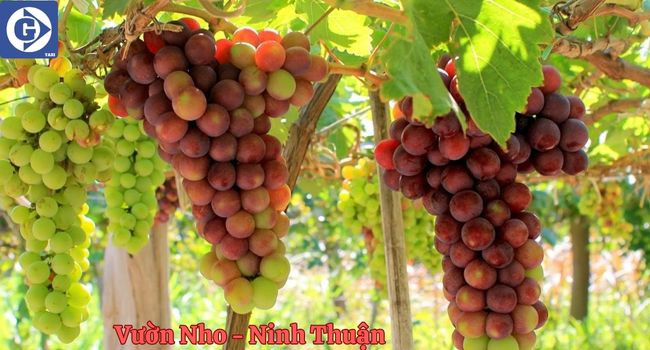 Tham Quan Vườn Nho Xanh Mướt Tại Ninh Thuận