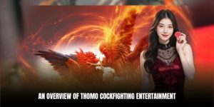 An overview of Thomo cockfighting entertainment