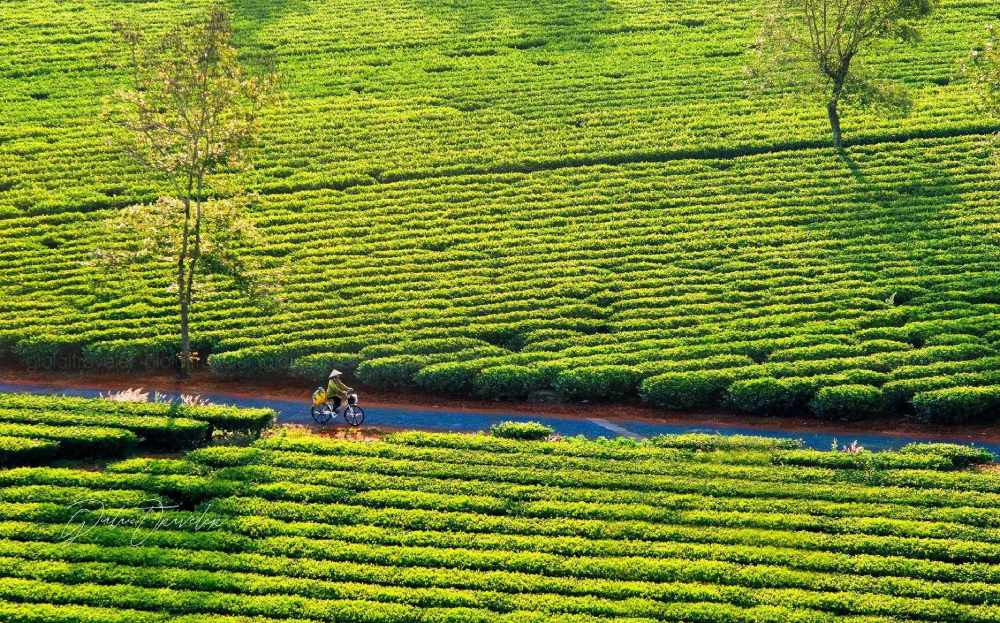 Toàn cảnh đồi chè xanh mướt tại Biển Hồ Chè Gia Lai