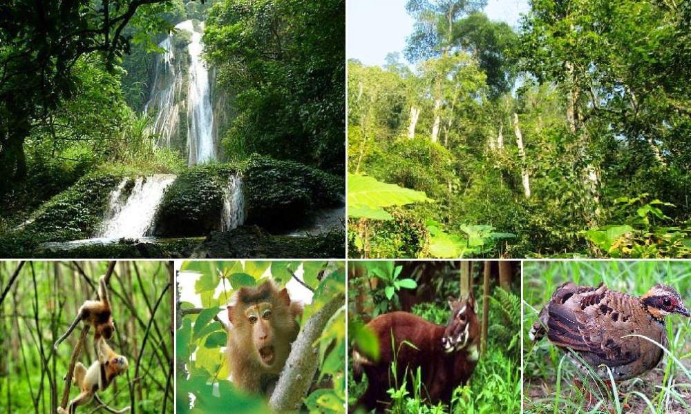 Toàn cảnh rừng nhiệt đới Kon Hà Nừng từ trên cao