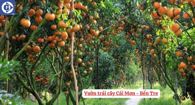 Trái cây đặc sản trĩu quả tại Vườn Cái Mơn