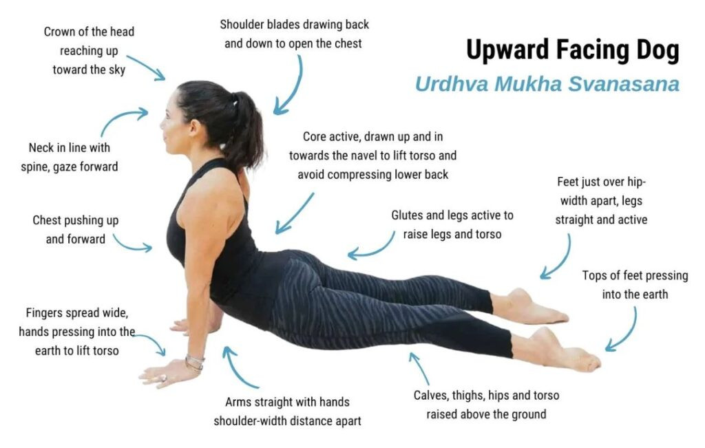 Tư thế Chó Ngửa Mặt (Upward Dog) hỗ trợ giãn cơ bụng và lưng