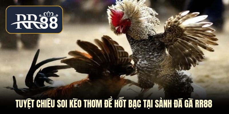 Tuyệt chiêu soi kèo thơm để hốt bạc tại sảnh đá gà RR88