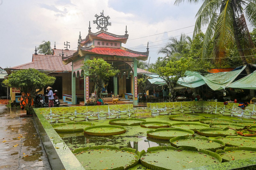 Vãn cảnh tại chùa Lá Sen Đồng Tháp.