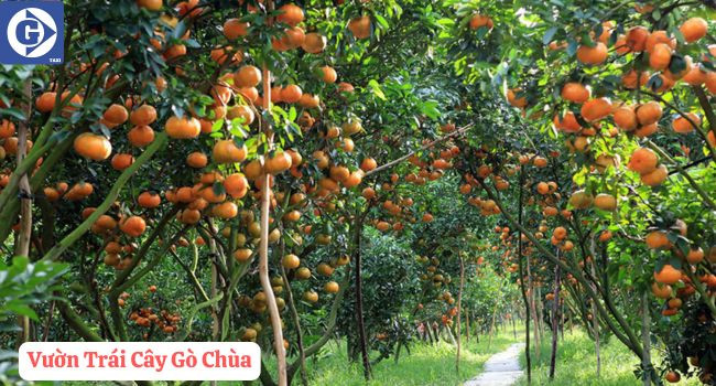 Vườn trái cây Gò Chùa với các loại trái cây tươi ngon